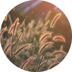 150x1502.fw